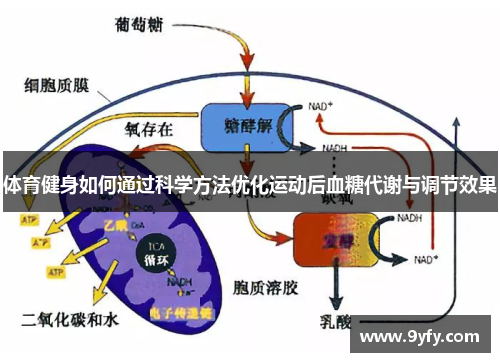 体育健身如何通过科学方法优化运动后血糖代谢与调节效果